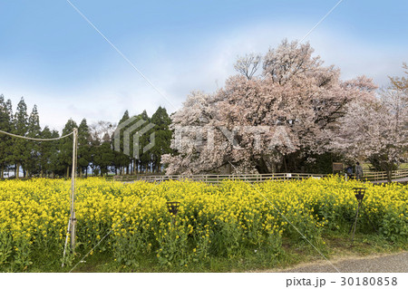 一心行の桜 一心行の桜 30180858