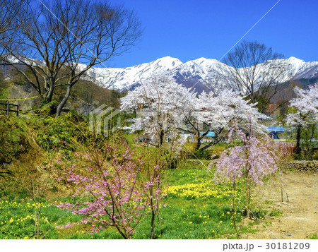谷川岳を望む花園 30181209