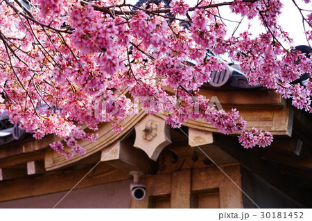 桜 さくら サクラ 30181452