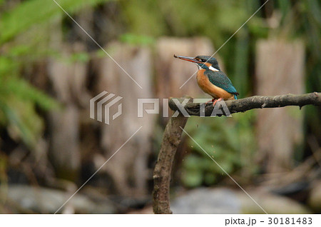 カワセミ(メス)（根川緑道･立川公園／東京都立川市） 30181483