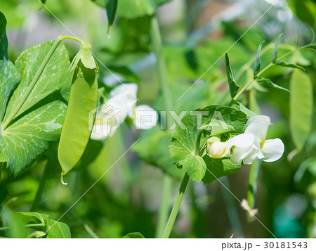 さやえんどうのサヤと花 さやえんどうのサヤと花 30181543