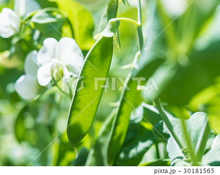 さやえんどうのサヤと花の写真素材