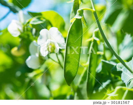 さやえんどうのサヤと花 30181567