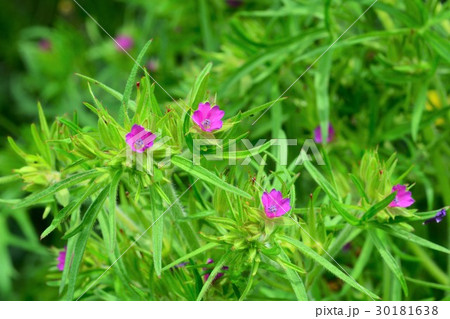 オトメフウロ オトメフウロ 30181638