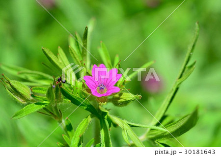 オトメフウロ 30181643