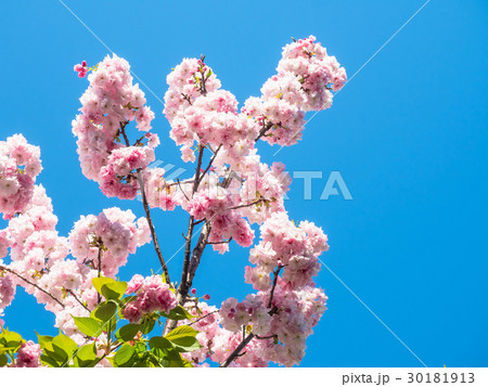 華やかな八重桜 30181913