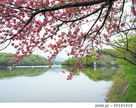 八重桜の咲く服部大池公園 八重桜の咲く服部大池公園 30181919