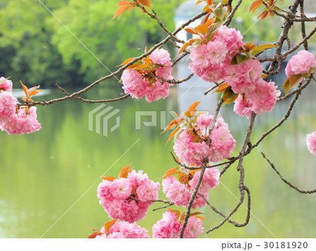 八重桜の咲く服部大池公園 30181920