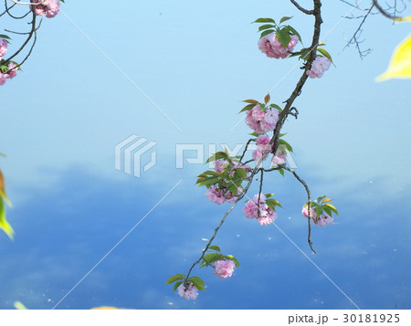 八重桜の咲く服部大池公園 30181925