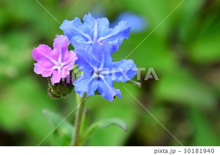 ホタルカズラ 30181940