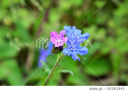 ホタルカズラ 30181941