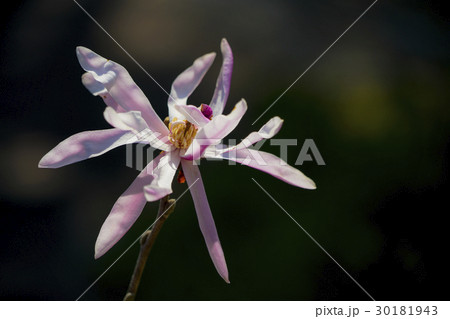 シデコブシ シデコブシ 30181943