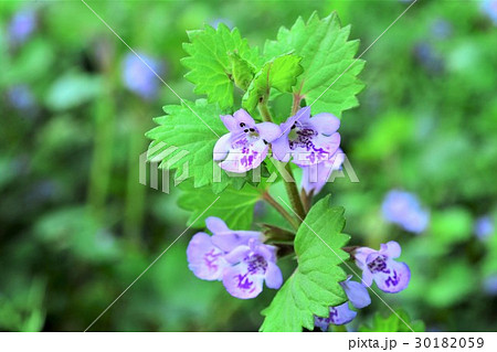 カキドオシ 30182059