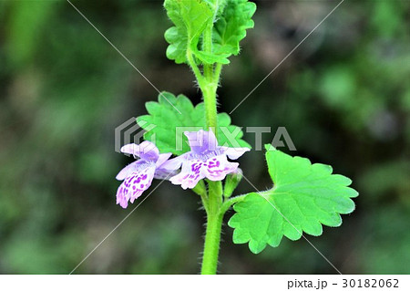 カキドオシ 30182062