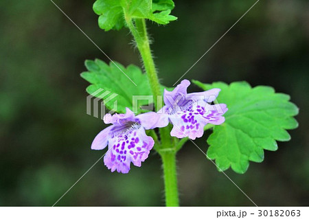 カキドオシ 30182063