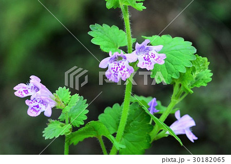 カキドオシ 30182065