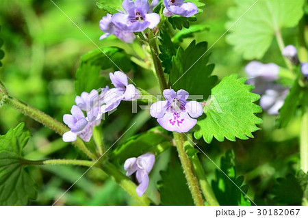 カキドオシ カキドオシ 30182067