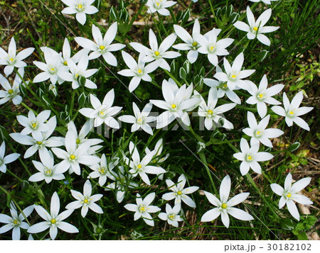 オオアマナの花 オオアマナの花 30182102