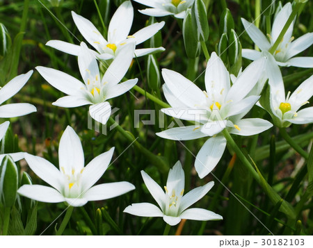 オオアマナの花 30182103