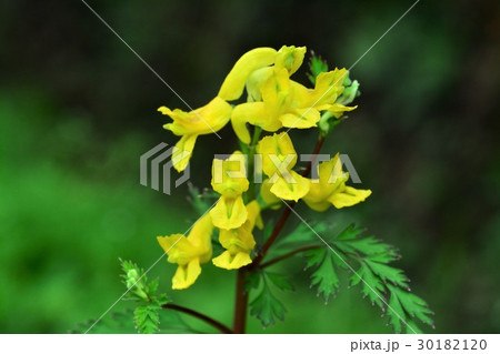 フウロケマン 30182120