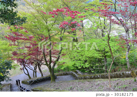 大野市　亀山公園の風景 30182175