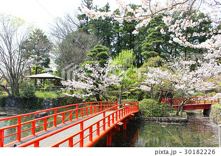 掛川城公園　はす池 30182226