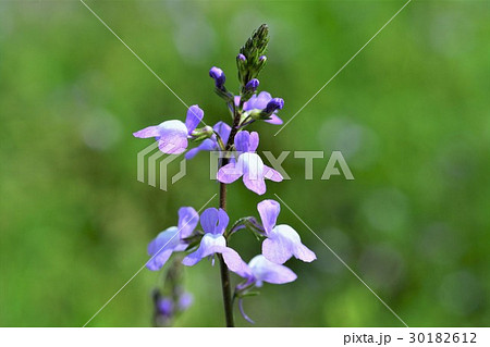 マツバウンラン 30182612