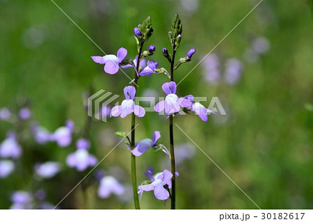 マツバウンラン 30182617