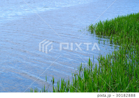 葦が芽吹く水辺　春から初夏へ　山型の自生　水面広め 30182888