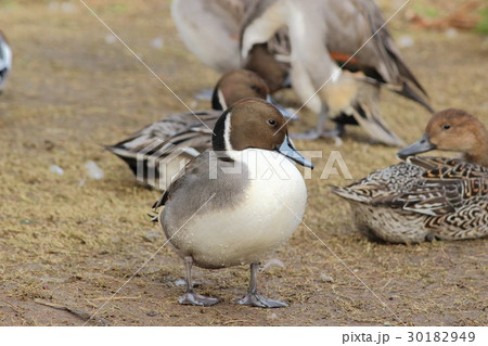 オナガガモ (尾長鴨) その2。 Northern Pintail 30182949