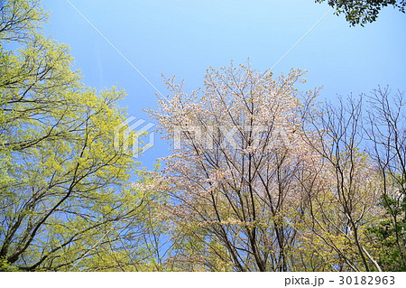 新緑の公園 新緑の公園 30182963