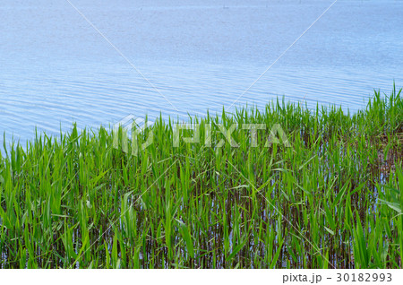 葦が芽吹く水辺 春から初夏へ 手前に自生 葦先端にフォーカス 葦が芽吹く水辺 春から初夏へ 手前に自生 葦先端にフォーカス 30182993