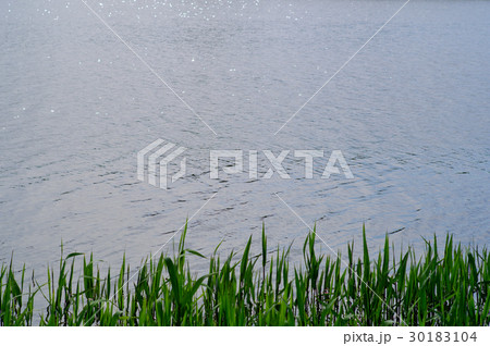 きらめく水面と芽吹く葦 春から初夏へ 水面にフォーカス きらめく水面と芽吹く葦 春から初夏へ 水面にフォーカス 30183104