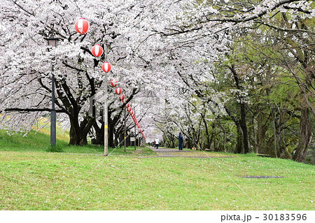 酒津公園・配水池西散歩道（桜並木） 30183596