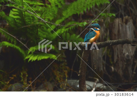 渓流の宝石「カワセミ(オス)」（根川緑道･立川公園／東京都立川市） 30183614