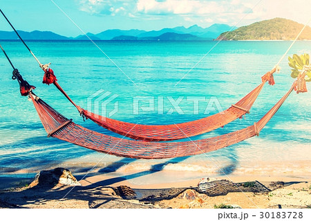 Tropical Palm Trees and Hammock 30183728