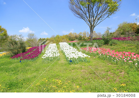 新緑の公園 装飾花壇 新緑の公園 装飾花壇 30184008