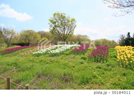 新緑の公園 装飾花壇 新緑の公園 装飾花壇 30184011