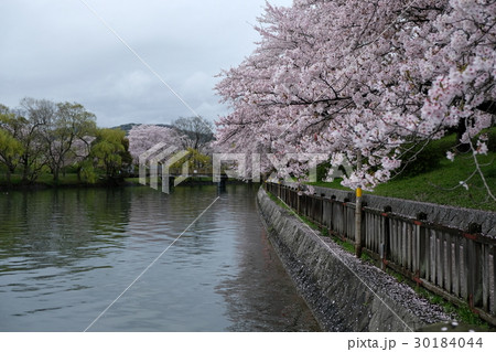 酒津公園・配水池東（桜並木と池面） 30184044
