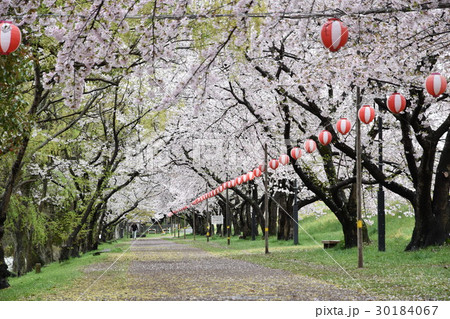 酒津公園・配水池西散歩道（桜並木・北より） 30184067