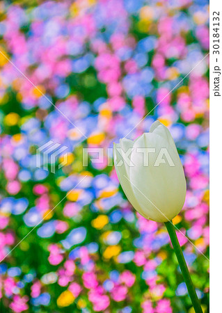 チューリップに花畑 30184132