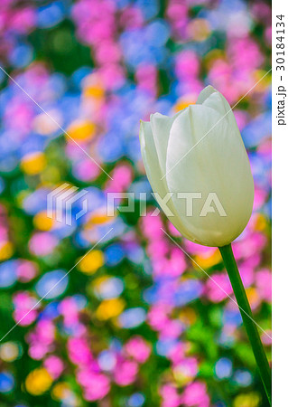 チューリップに花畑 30184134