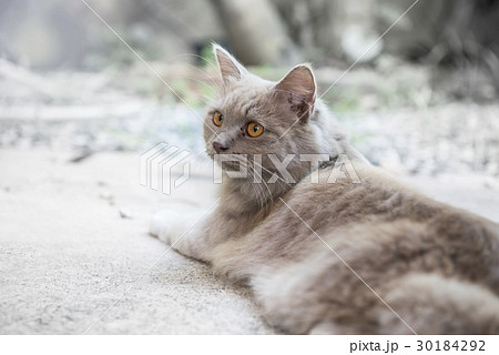 Cat, lovely animal and pet at home 30184292