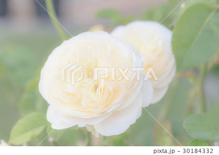 Close up white rose flower, soft focus. Close up white rose flower, soft focus. 30184332