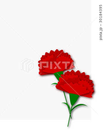 carnation 30184395