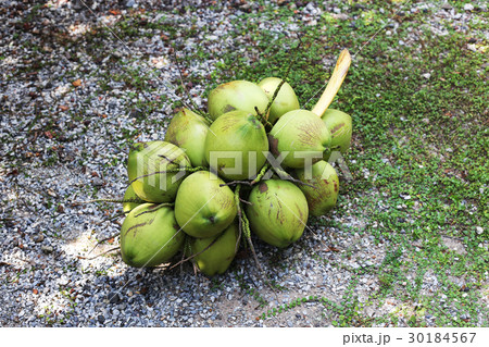 Bunch of fresh green Coconuts 30184567