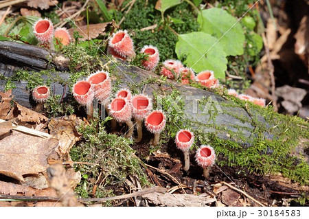 広葉樹の落枝上に発生するシロキツネノサカズキモドキ 30184583