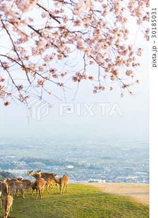 鹿　桜　若草山 30185031