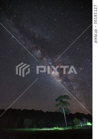 Milky Way and silhouette of tree Milky Way and silhouette of tree 30185127