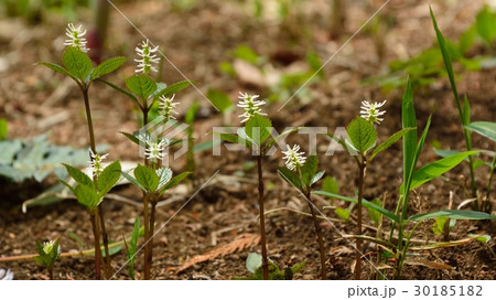 ヒトリシズカの花 ヒトリシズカの花 30185182
